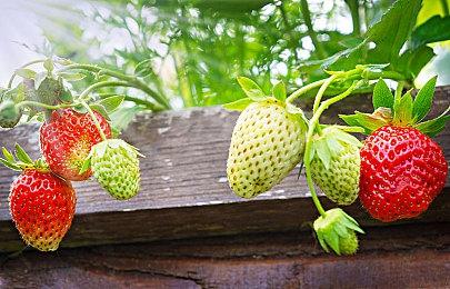 厂商表示《霍格沃茨之遗》PC版并不提供预载功能